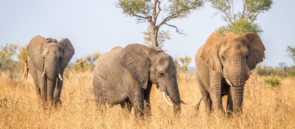 Walking Elephants in the Kruger National Park header