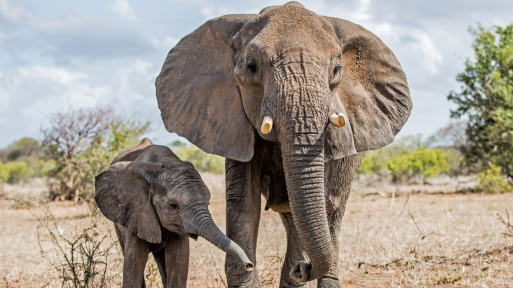 two elephants mom and baby