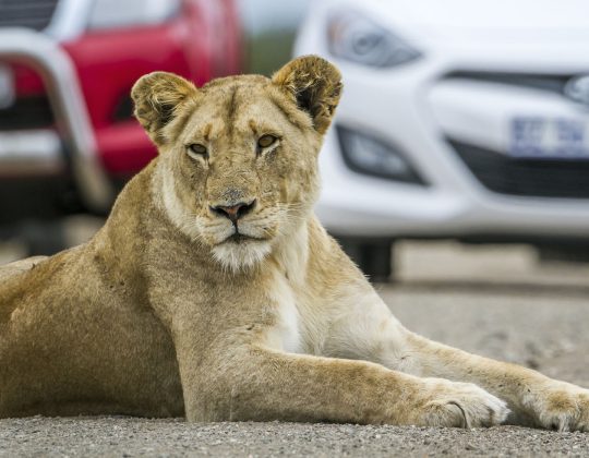 Kruger Park Accommodation – 10 Things to do in Hazy View