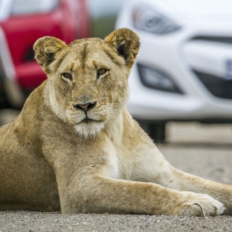 Kruger Park Accommodation – 10 Things to do in Hazy View