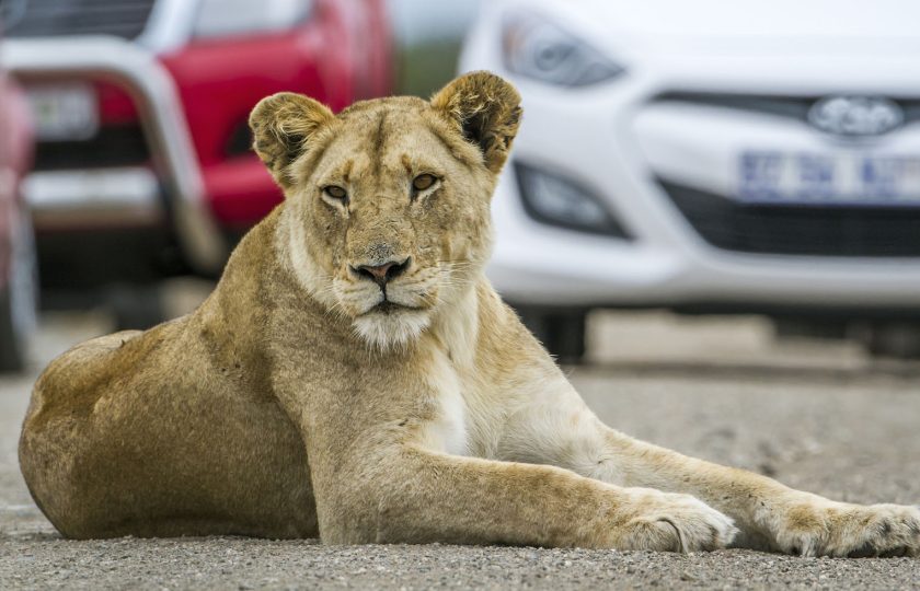 Kruger Park Accommodation – 10 Things to do in Hazy View