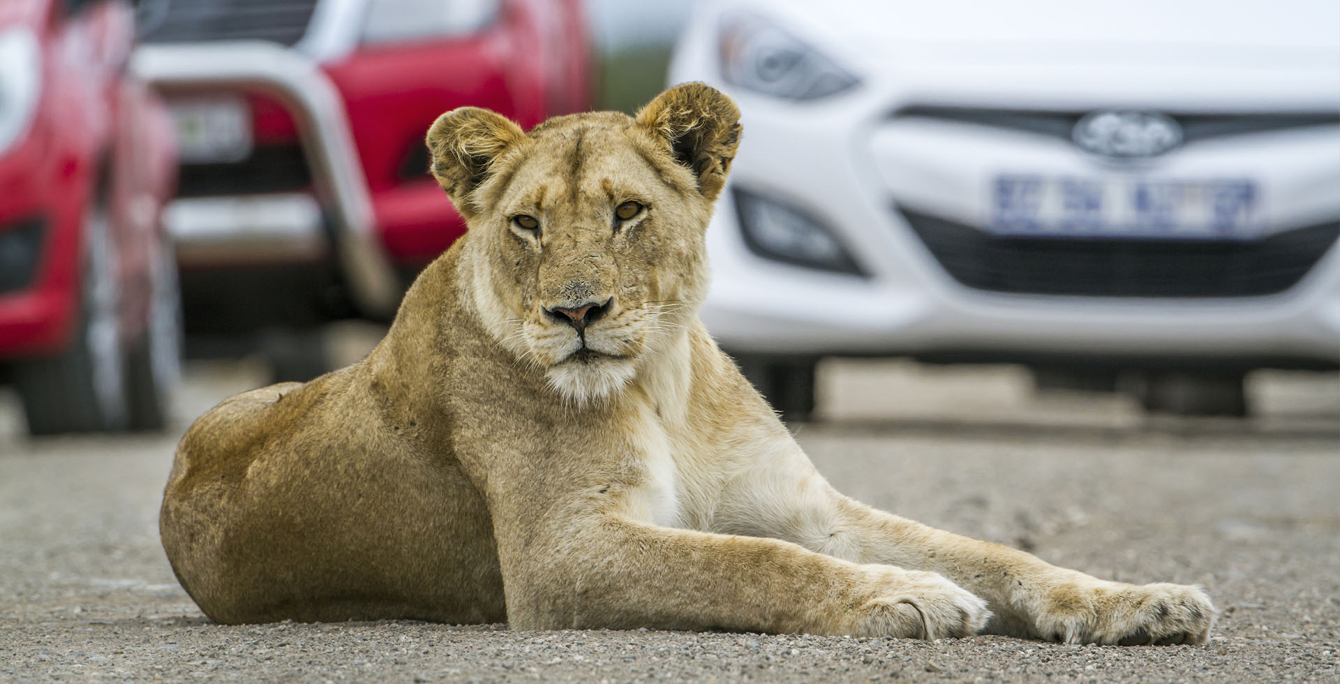Kruger Park Accommodation – 10 Things to do in Hazy View