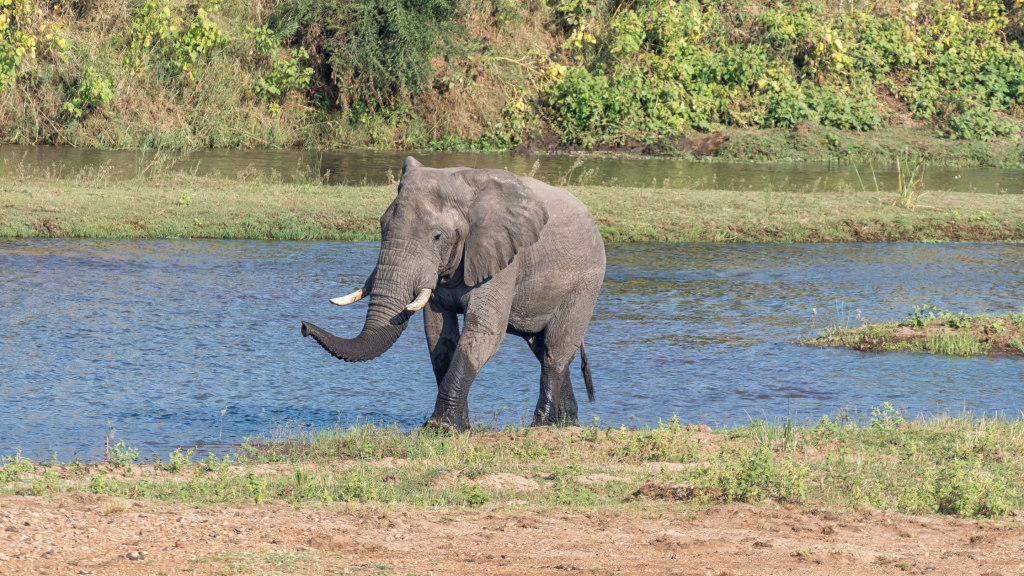 letaba 1