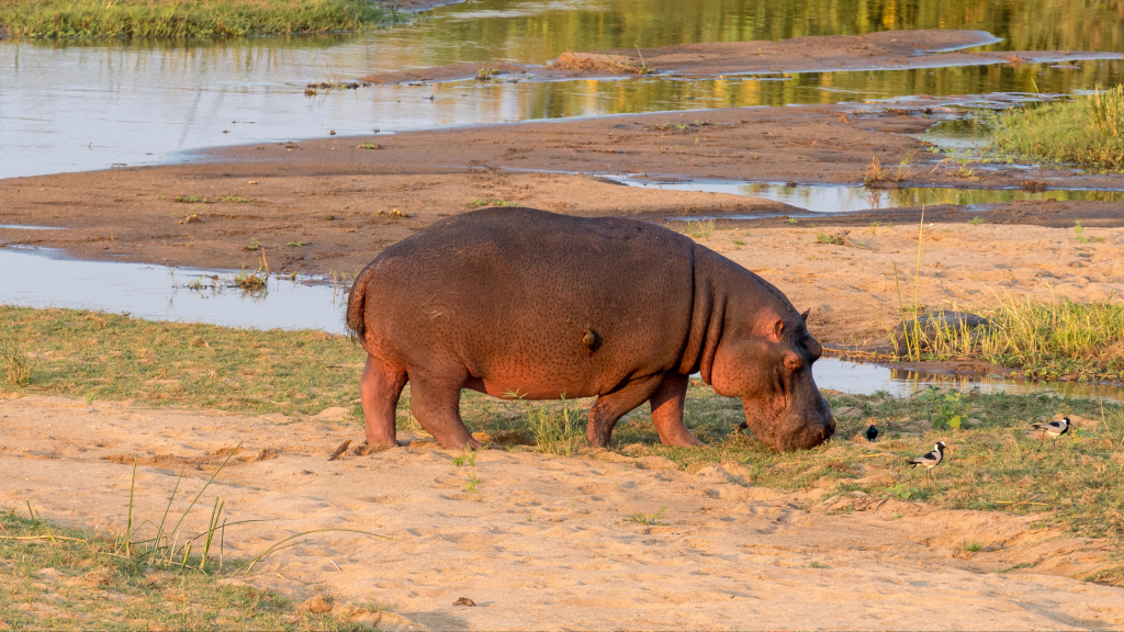 letaba 2