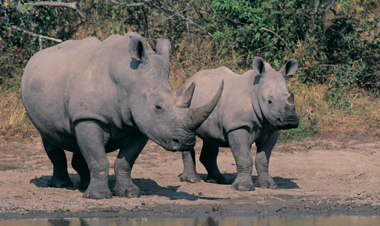 Berg-en-Dal Rest Camp: A Gateway to Kruger National Park’s Wildlife and Beauty