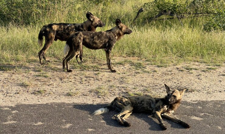 Embarking on a Kruger National Park Adventure: A Comprehensive Guide to Entrance Fees and Planning