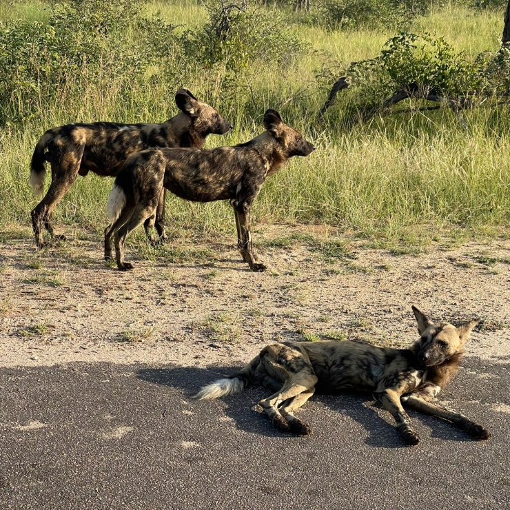 Embarking on a Kruger National Park Adventure: A Comprehensive Guide to Entrance Fees and Planning