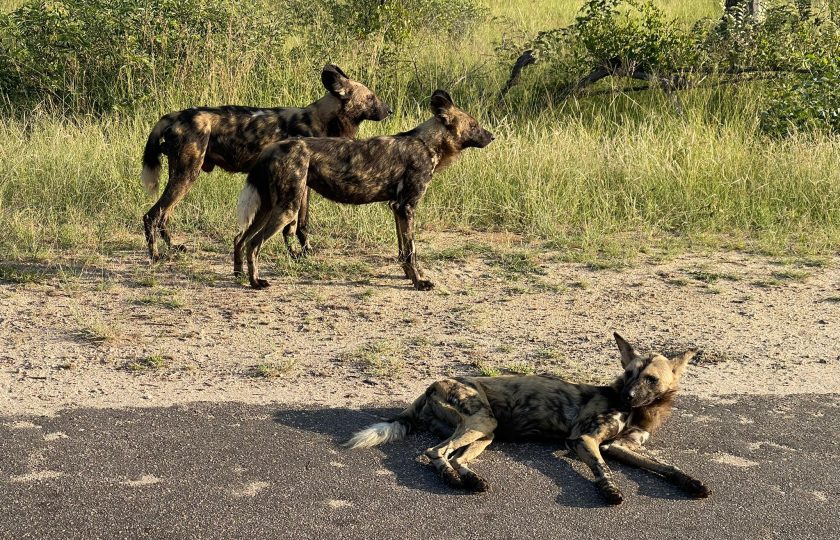 Embarking on a Kruger National Park Adventure: A Comprehensive Guide to Entrance Fees and Planning