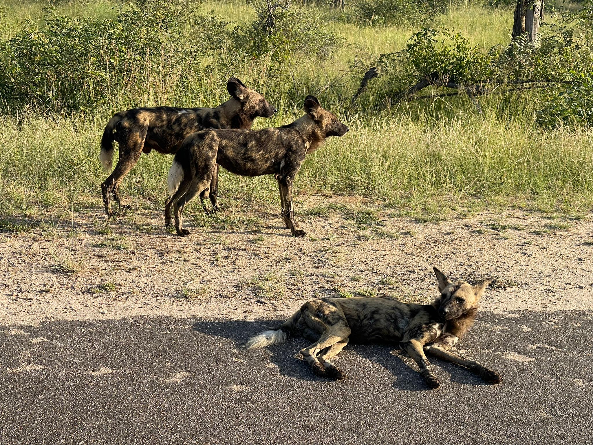 Embarking on a Kruger National Park Adventure: A Comprehensive Guide to Entrance Fees and Planning