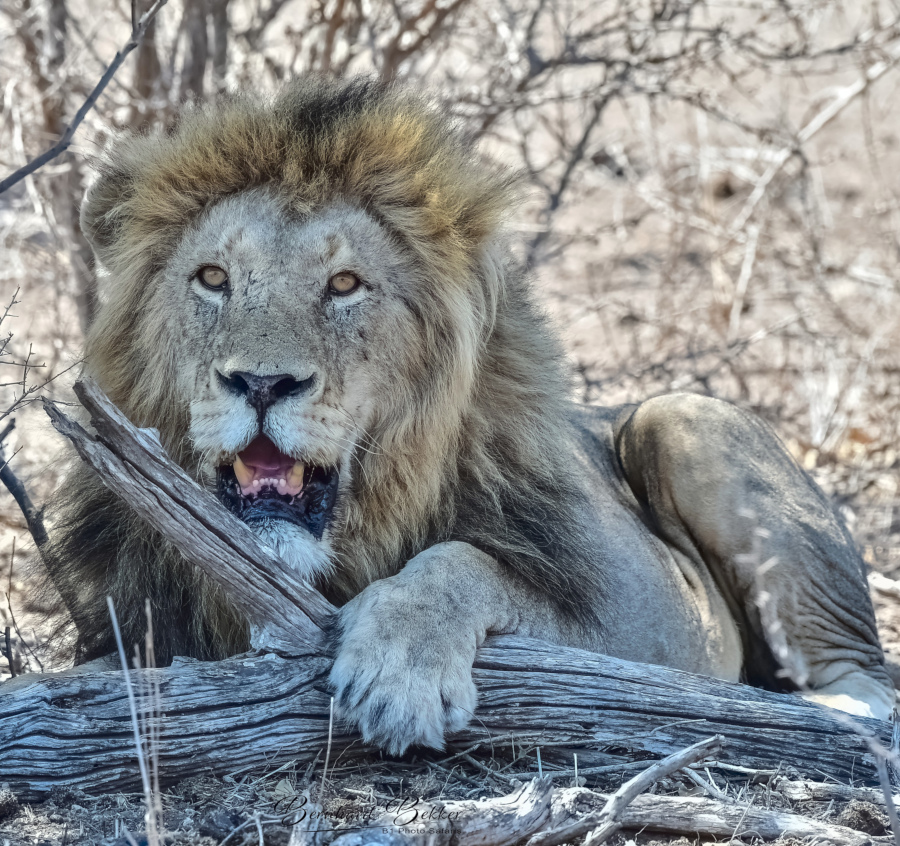 2 Day Kruger Safari from Tembo Guest Lodge