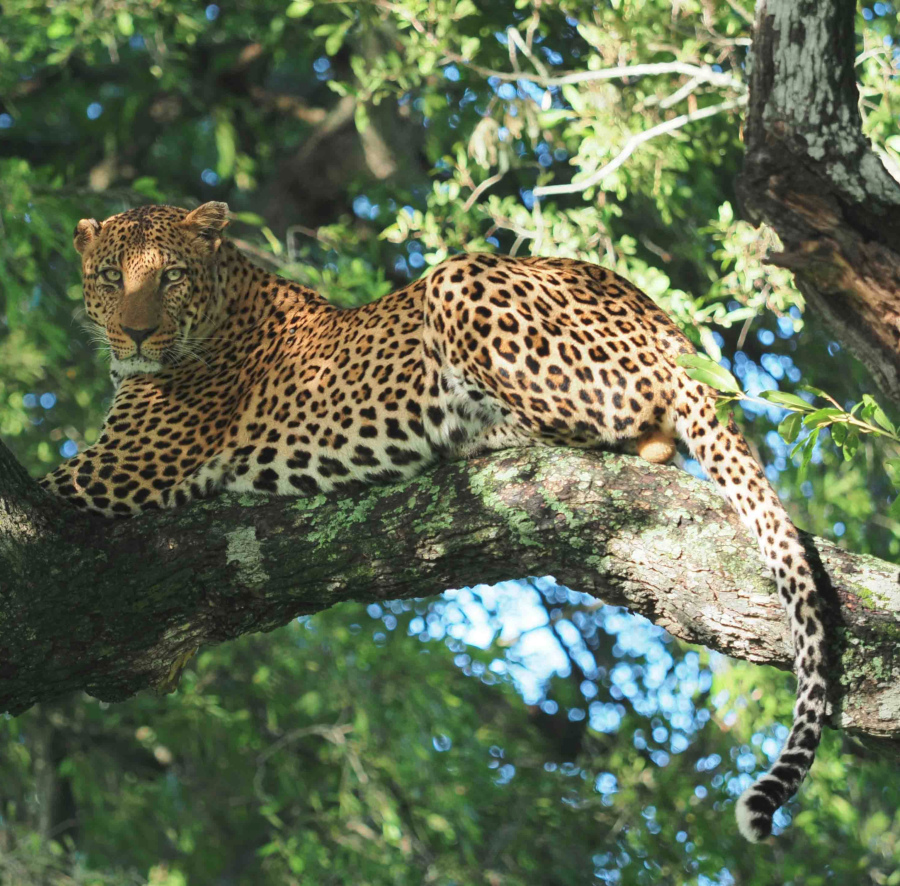 2 Hours Night Game Drive