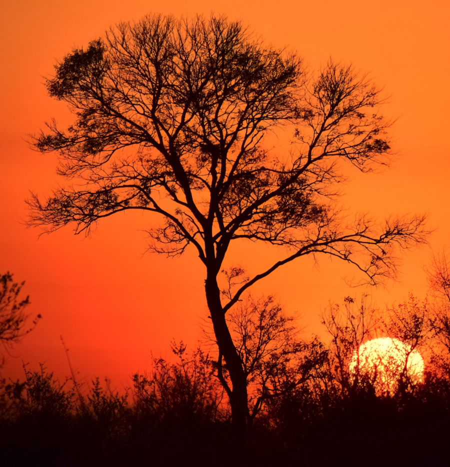 4 Day Kruger Safari from Tembo Guest Lodge Hazyview