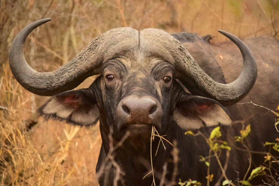 Full Day Kruger Safari from Tembo