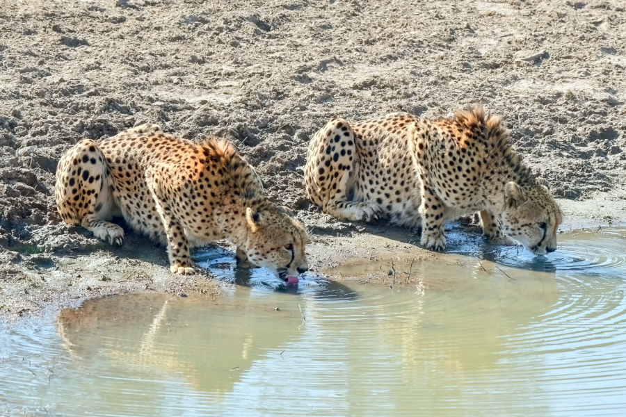 Half Day Afternoon Kruger Safari