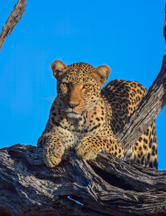 Safari packages