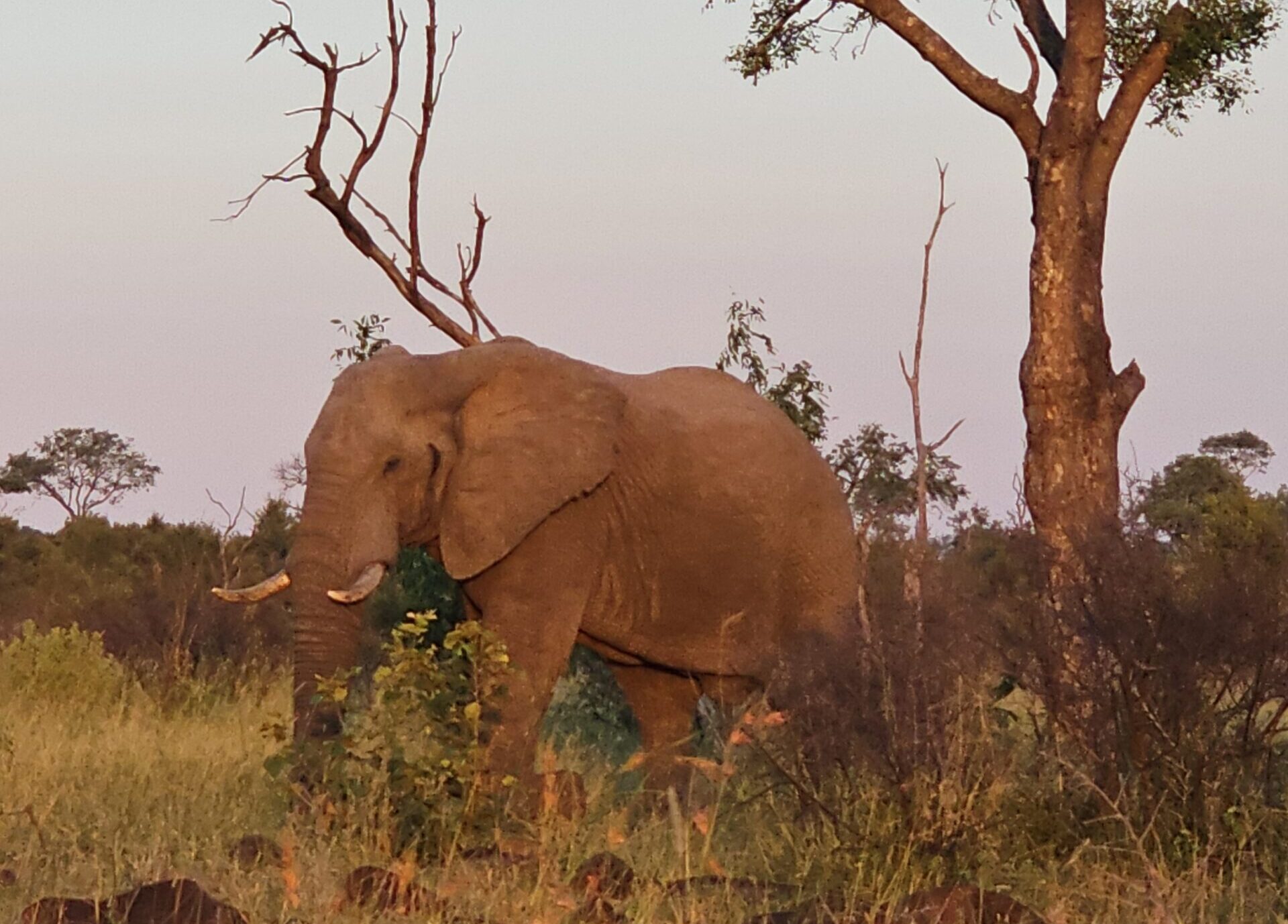 Ethical wildlife viewing: responsible safari etiquette in South Africa