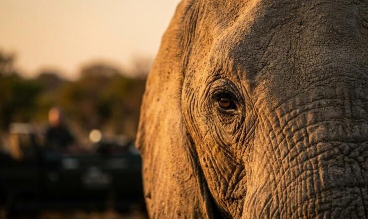 Morning vs afternoon vs full-day game drives: pros and cons