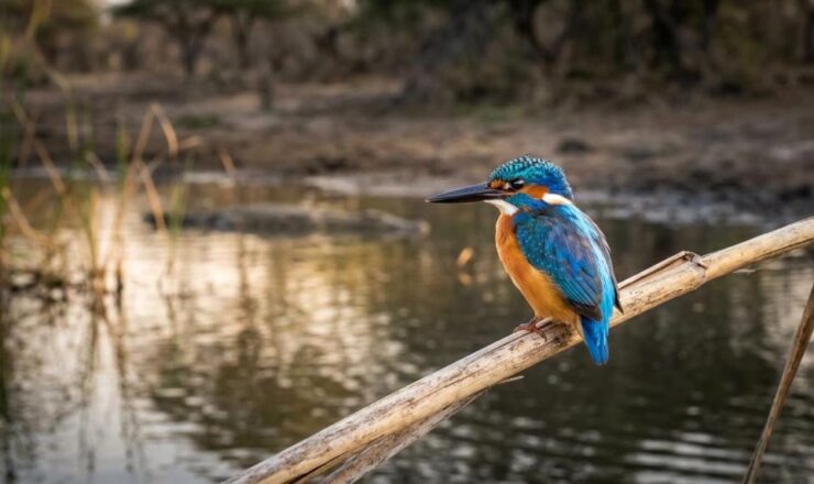 How to Spot Animals in Kruger National Park Easily