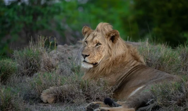 Kruger Safari Packages from Hazyview: Big Five Adventures Made Easy