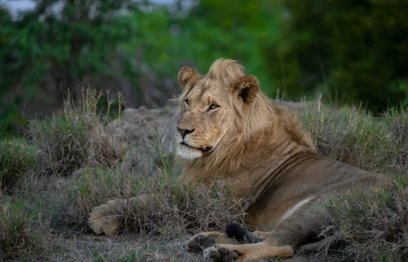 Kruger Safari Packages from Hazyview: Big Five Adventures Made Easy