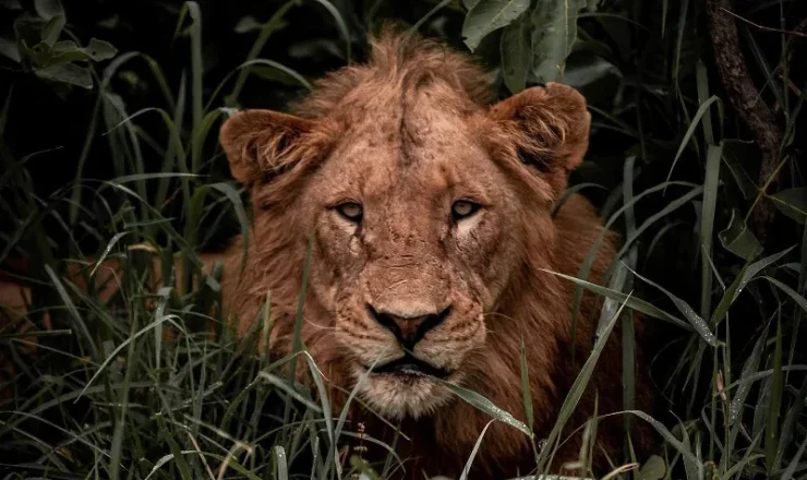 How to Plan Your Kruger Safari From Hazyview: The Complete Guide