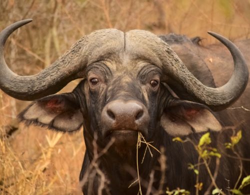 Full Day Kruger Safari from Tembo