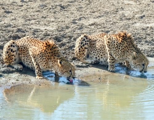 Half Day Afternoon Kruger Safari