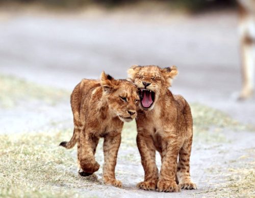 Kruger Park Safaris And Accommodation