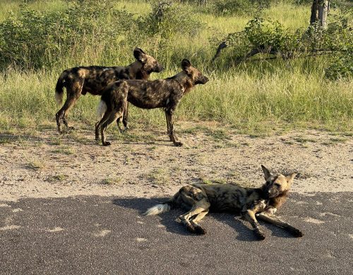Wild Dogs - Kruger Safari (1)